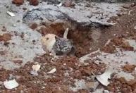 Bombeiros são acionados para resgatar gato preso em tubulação em Juiz de Fora