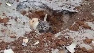 Bombeiros são acionados para resgatar gato preso em tubulação em Juiz de Fora