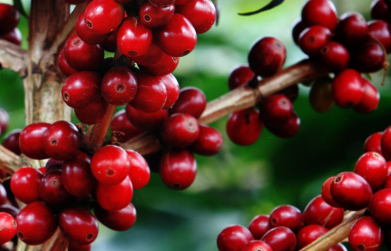 Concurso de Qualidade dos Cafés de Minas Gerais bate recorde com 1.982 amostras inscritas