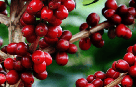 Concurso de Qualidade dos Cafés de Minas Gerais bate recorde com 1.982 amostras inscritas