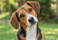 O que significa quando o cachorro inclina a cabeça ao ouvir você falar?