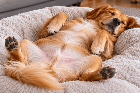 cachorro dormindo de barriga pra cima