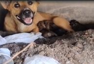 Vídeo: cadela é resgatada após dar à luz a sete filhotes dentro de bueiro em BH