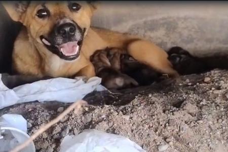 Vídeo: cadela é resgatada após dar à luz a sete filhotes dentro de bueiro em BH