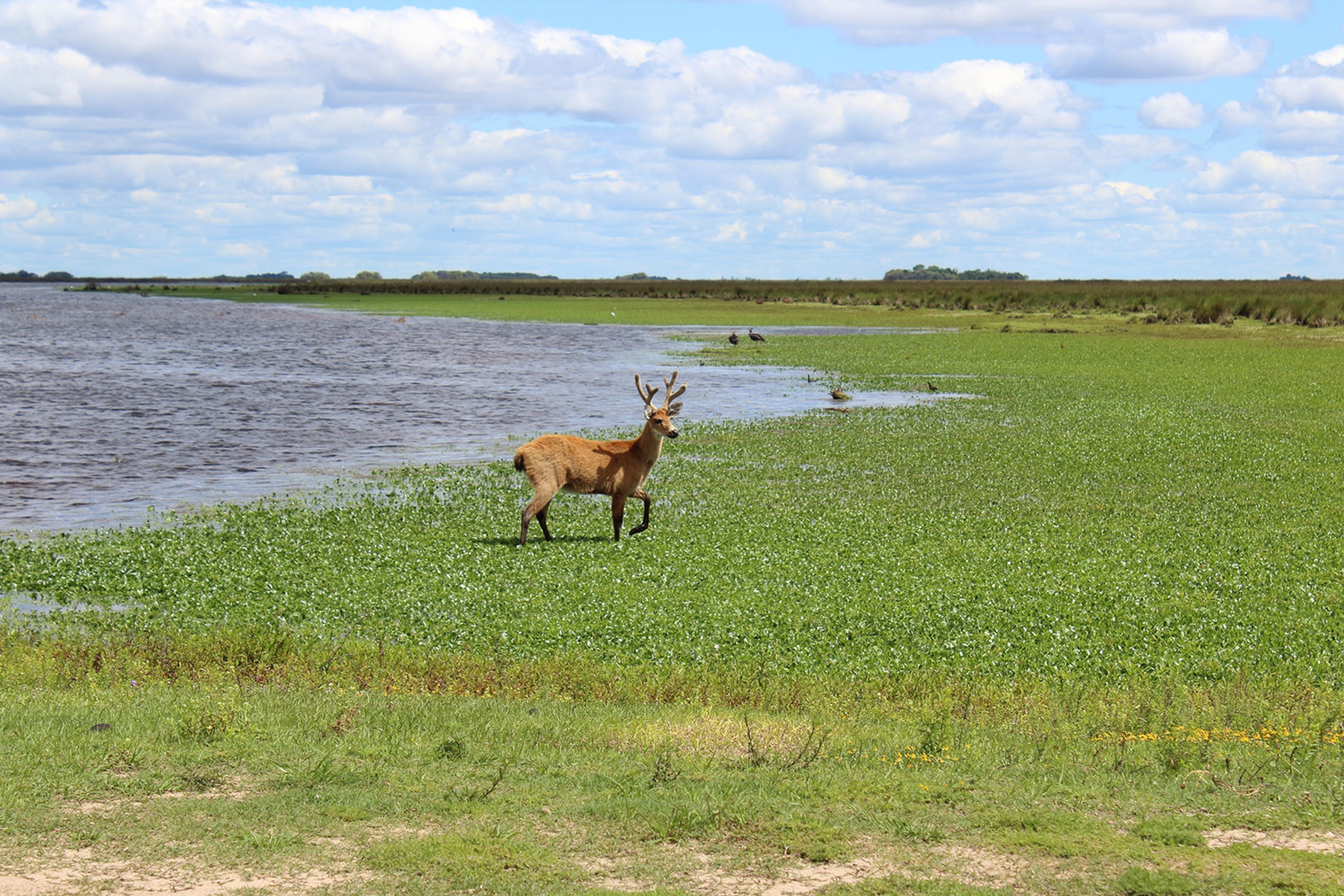 Antiga fazenda de gado com 5,2 mil hectares vira parque nacional depois que a família doou as terras