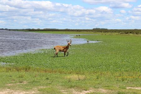 Parque Nacional Ciervo de los Pantanos