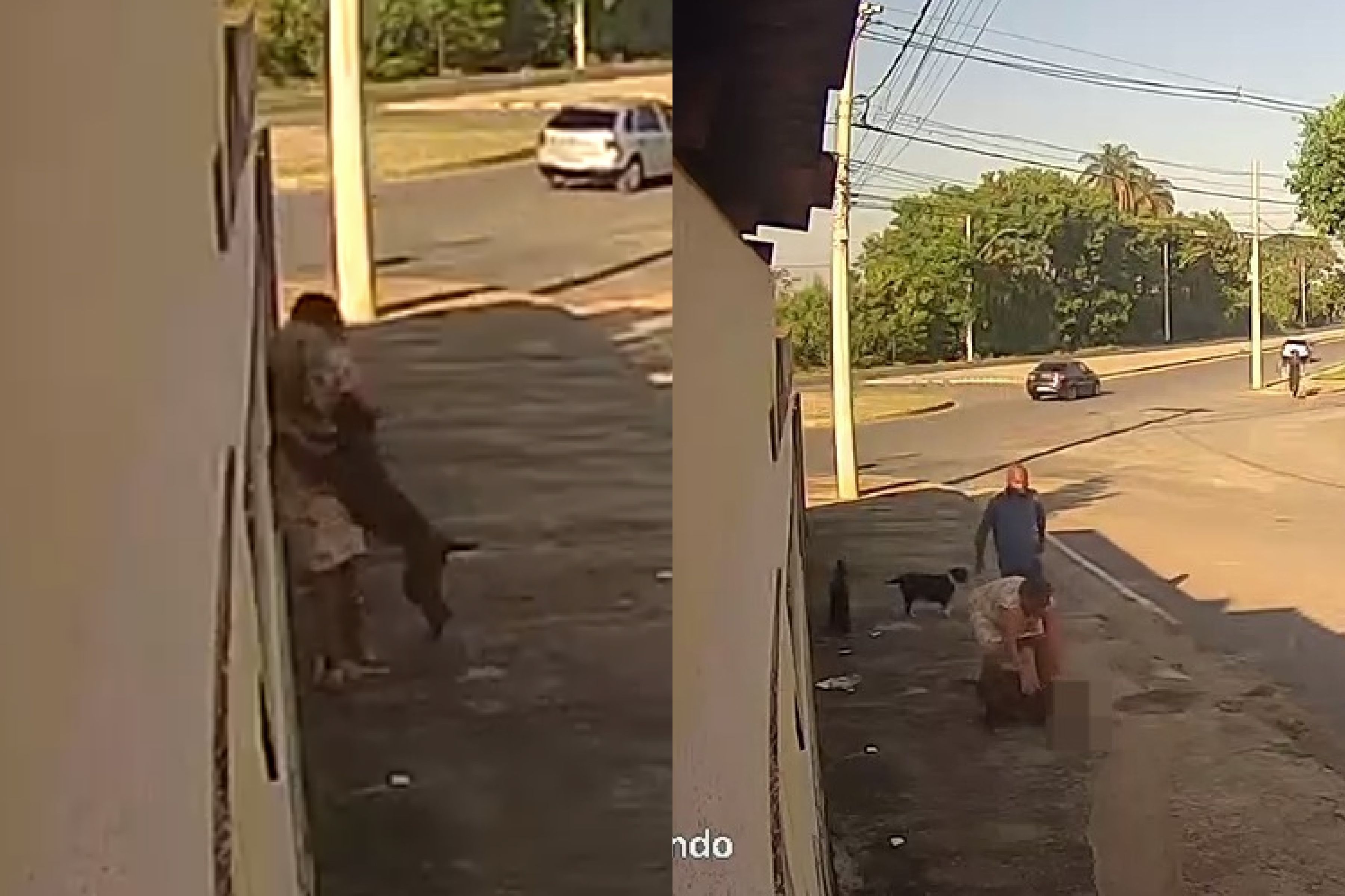 Pit-bull ataca e mata cão que passeava com a tutora em Pirapora, no Norte de MG