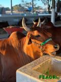 FEAGRO em Januária impulsiona o agro no Norte de Minas