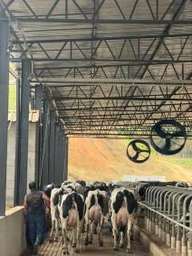 Fazenda Belluzzi, em Cachoeira de Minas