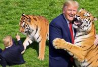 Após morte de homem em jaula de tigre Inglaterra, Trump publica vídeo de IA abraçando animal