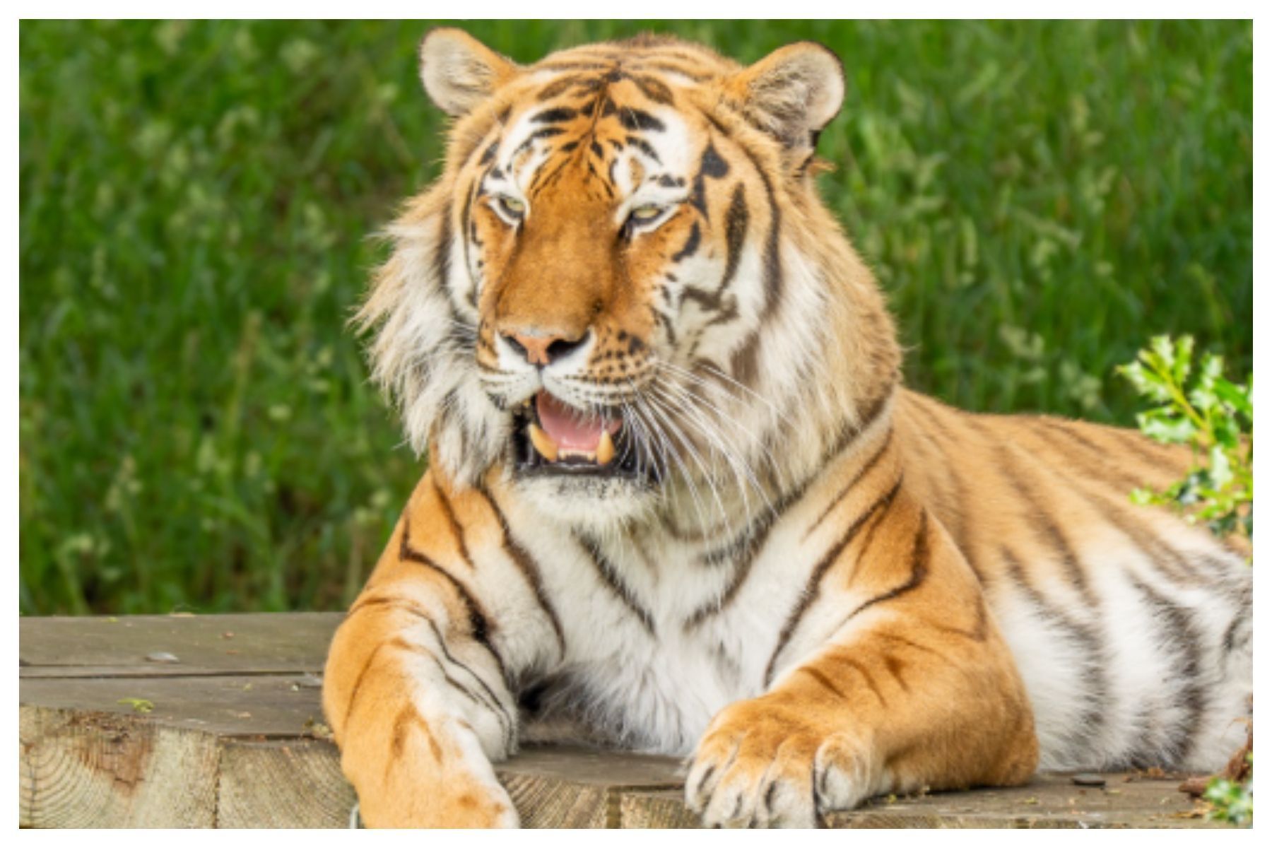 Homem morre após pular em recinto de tigres em zoológico no Reino Unido