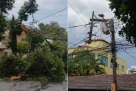 Duas árvores de grande porte caem e fecham rua no bairro Cachoeirinha, em BH
