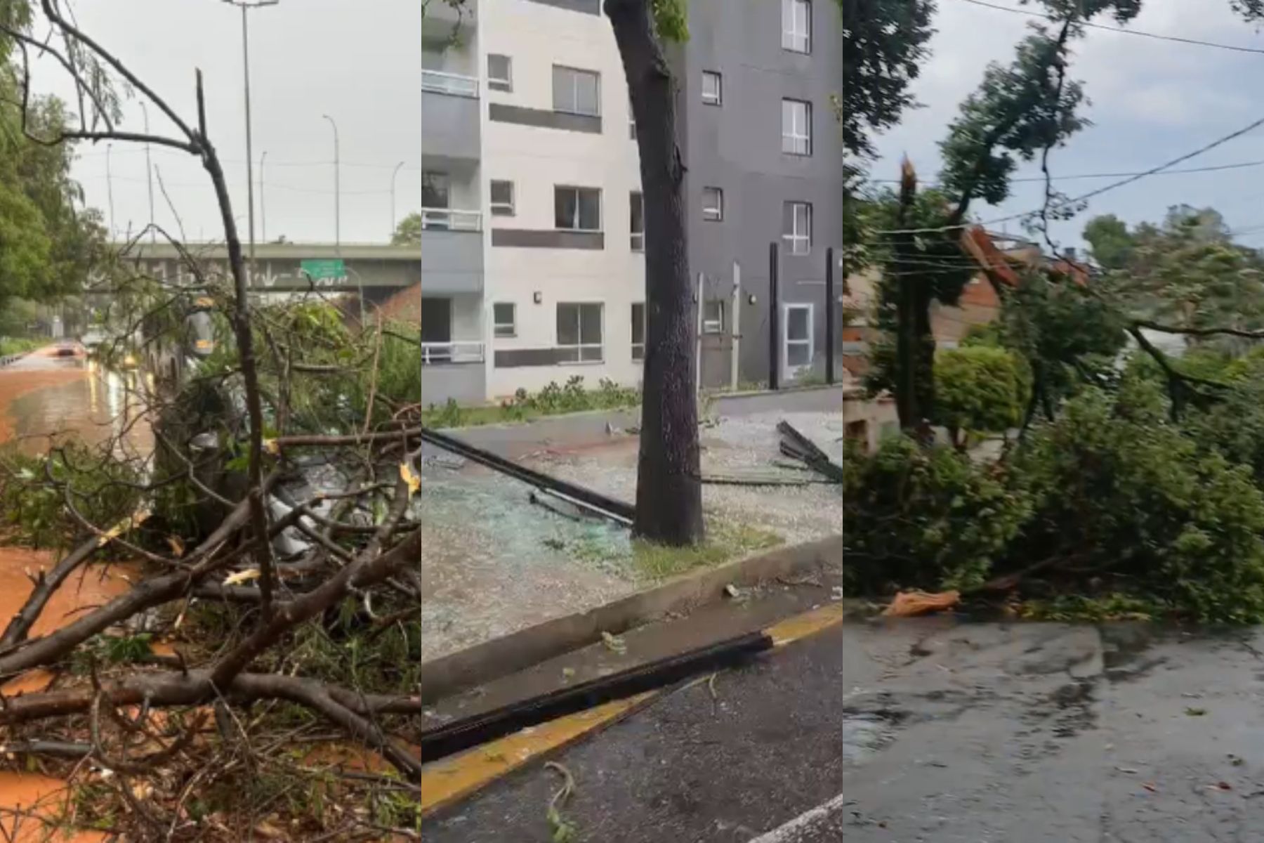 Vidros de prédio quebrados, queda de árvores e mais: veja imagens do temporal que atingiu BH