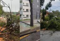 Vidros de prédio quebrados, queda de árvores e mais: veja imagens do temporal que atingiu BH