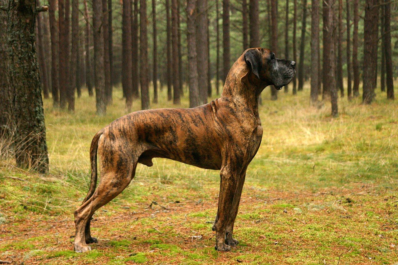 Estas são as raças de cachorro que costumam viver menos anos