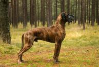 Estas são as raças de cachorro que costumam viver menos anos