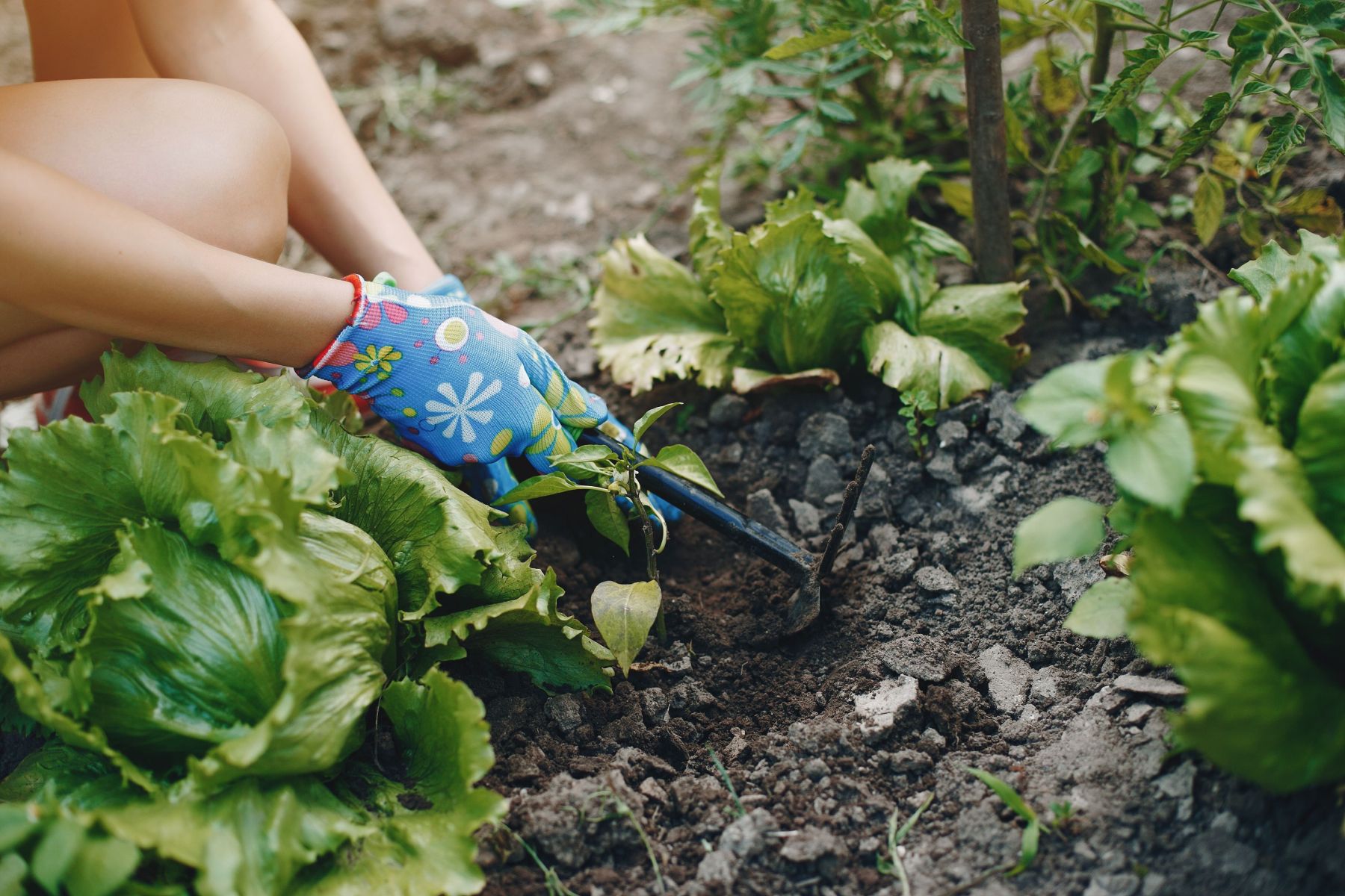 Três vegetais fáceis de plantar no verão: crescem rápido, ocupam pouco espaço e rendem boas colheitas