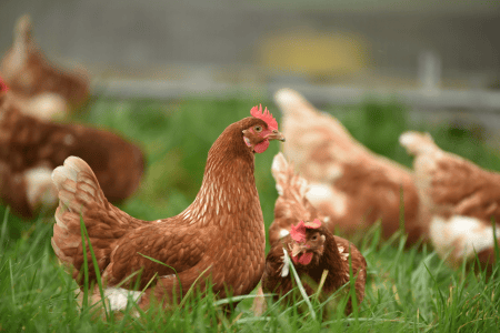 Frango em uma área de criação, com aves reunidas em um espaço cercado.