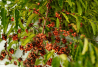 Café ganha espaço em Mato Grosso e movimenta R$ 16,2 milhões em 4 meses