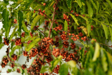 Pés de café com frutos maduros em uma lavoura.