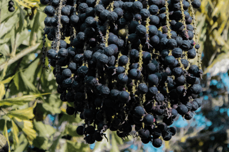 Açaizeiro com cachos de frutos de açaí ainda presos ao pé, em área de cultivo.