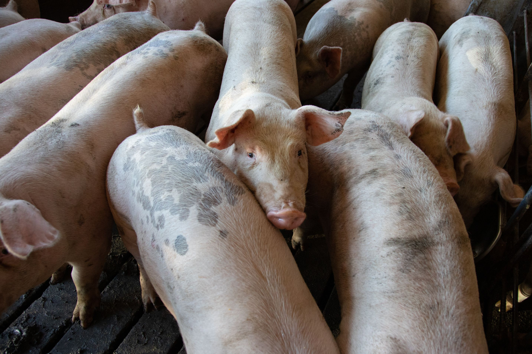 Suíno vivo e carcaça sobem em setembro pela primeira vez no ano