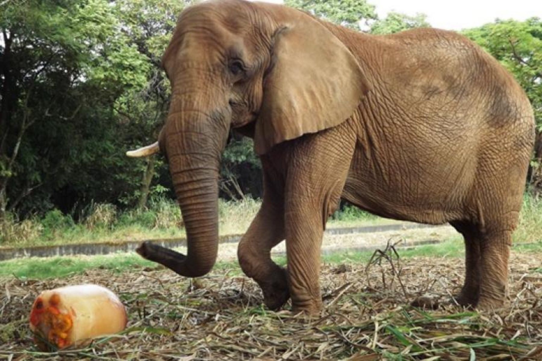 Zoológico de BH oferece alimentação especial aos animais para comemorar a Semana das Crianças