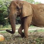 Zoológico de BH oferece alimentação especial aos animais para comemorar a Semana das Crianças