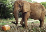 Zoológico de BH oferece alimentação especial aos animais para comemorar a Semana das Crianças