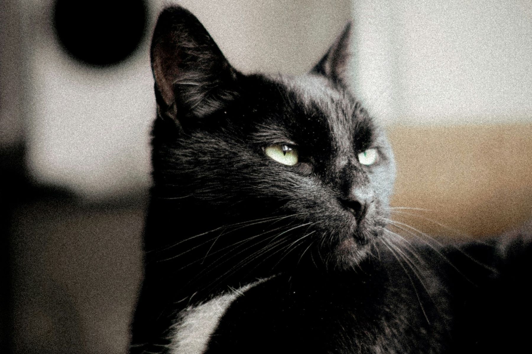 As pessoas que os gatos preferem têm sempre esta característica