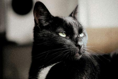 Gato