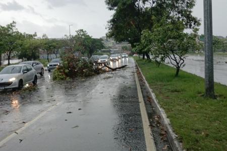 Árvore cai na Avenida Antônio Carlos • Itatiaia