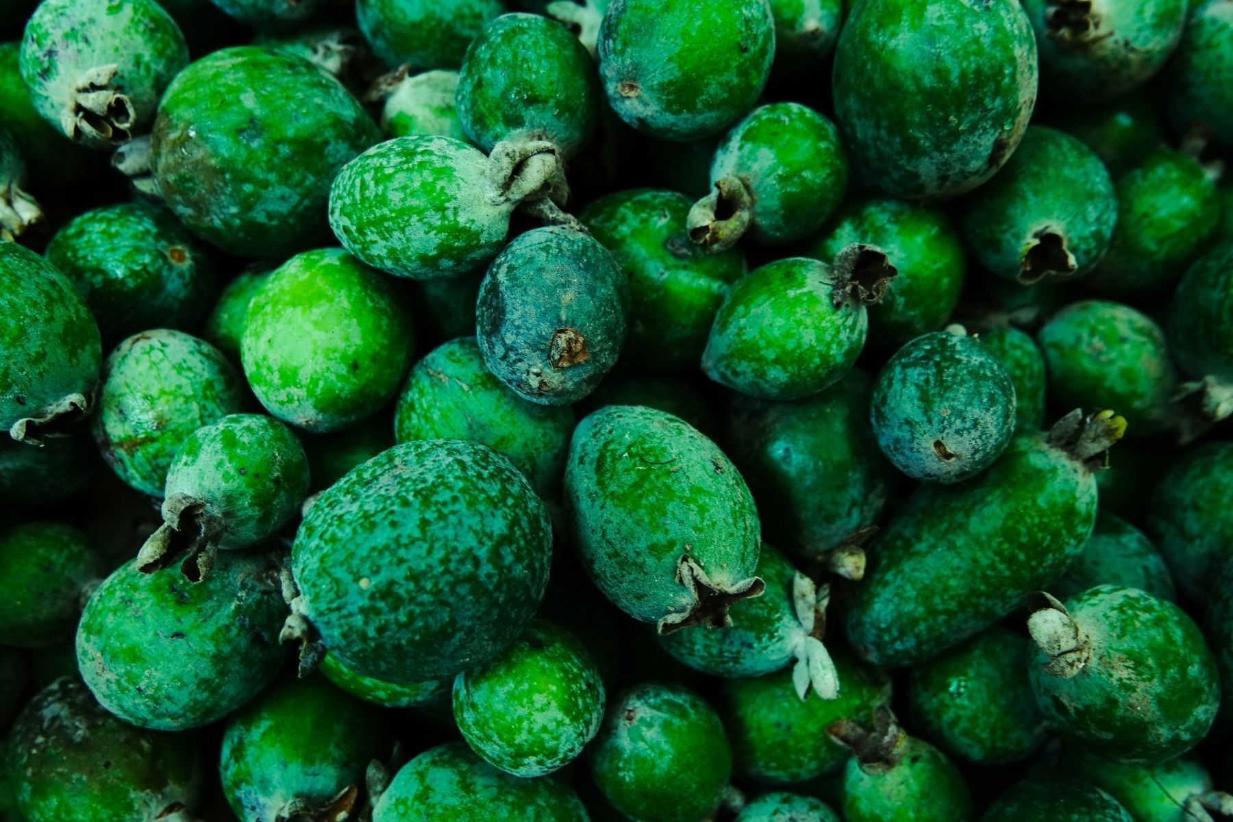 Adeus, goiaba do mercado: essa fruta nativa do Sul tem sabor doce, dá em poucos anos e a árvore não levanta calçada