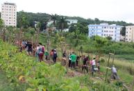 BH: Parque Ecológico do Brejinho ganha minifloresta urbana com mais de 200 mudas nativas
