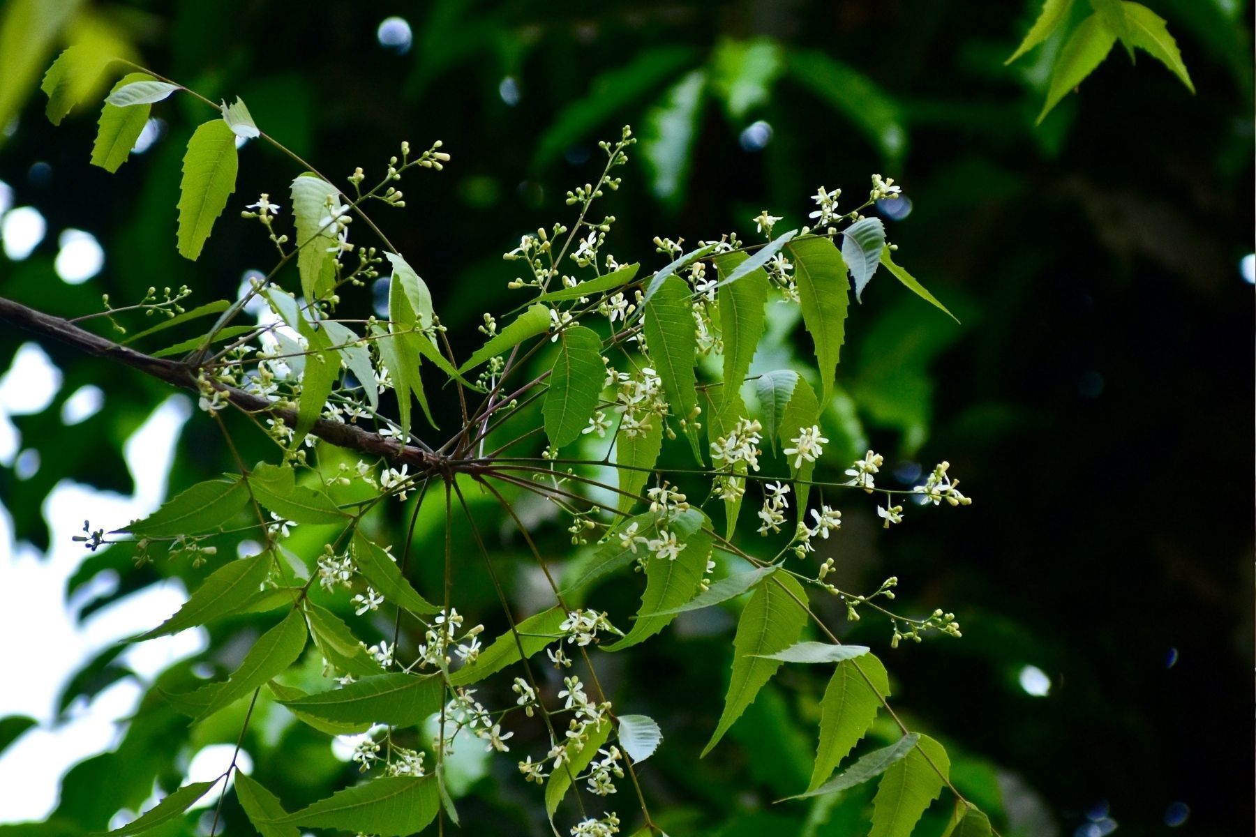 8 árvores frutíferas brasileiras pouco conhecidas para plantar no quintal