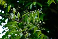 8 árvores frutíferas brasileiras pouco conhecidas para plantar no quintal