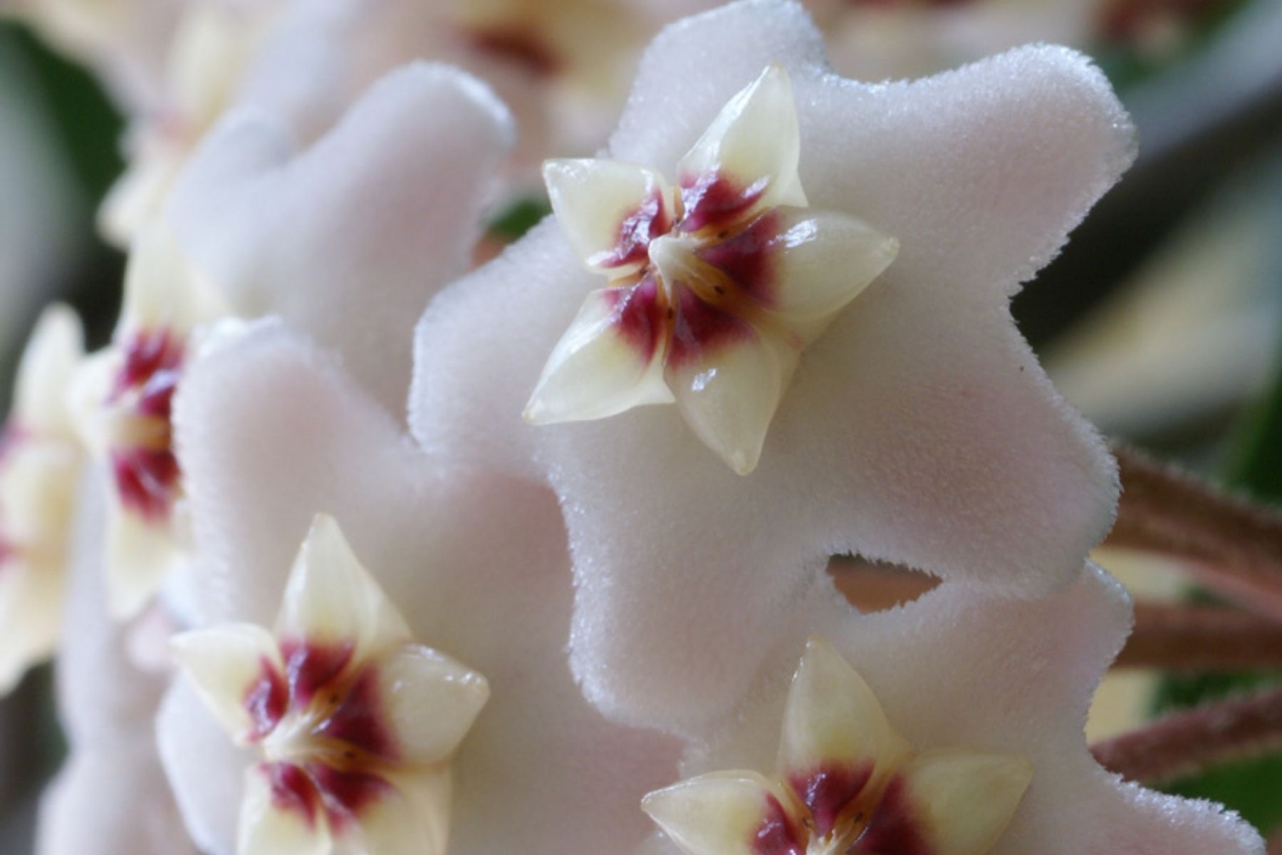 Deixe de lado as orquídeas, essa flor é a nova tendência para decorar salas com luz indireta