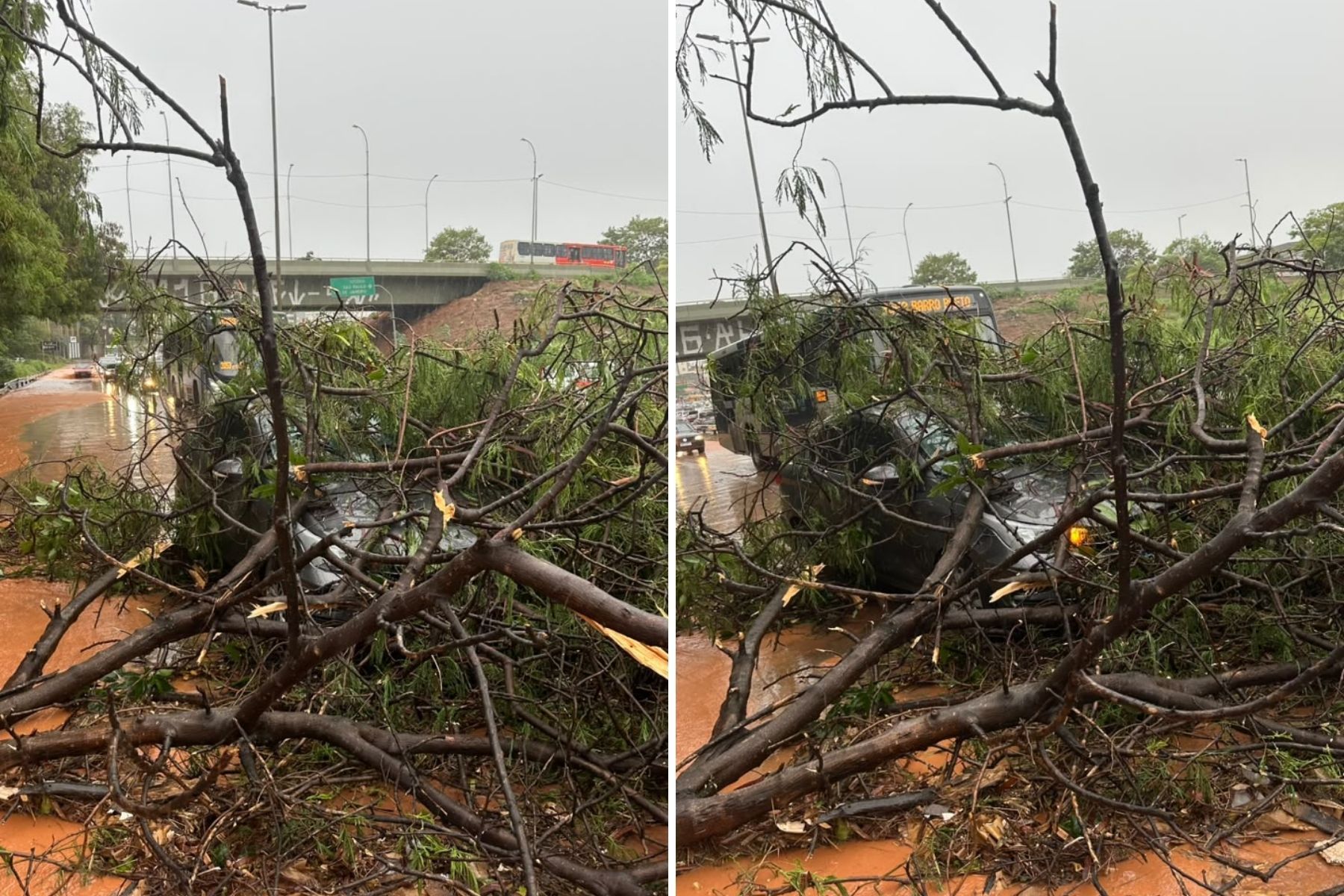 Chuva forte em BH: árvores caem por causa do temporal