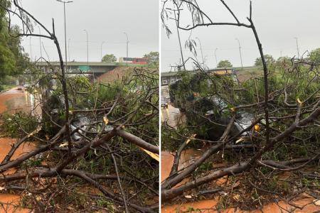 Chuva forte em BH: árvores caem por causa do temporal • Vitor Brandão / Itatiaia