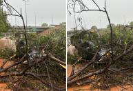 Chuva forte em BH: árvores caem por causa do temporal