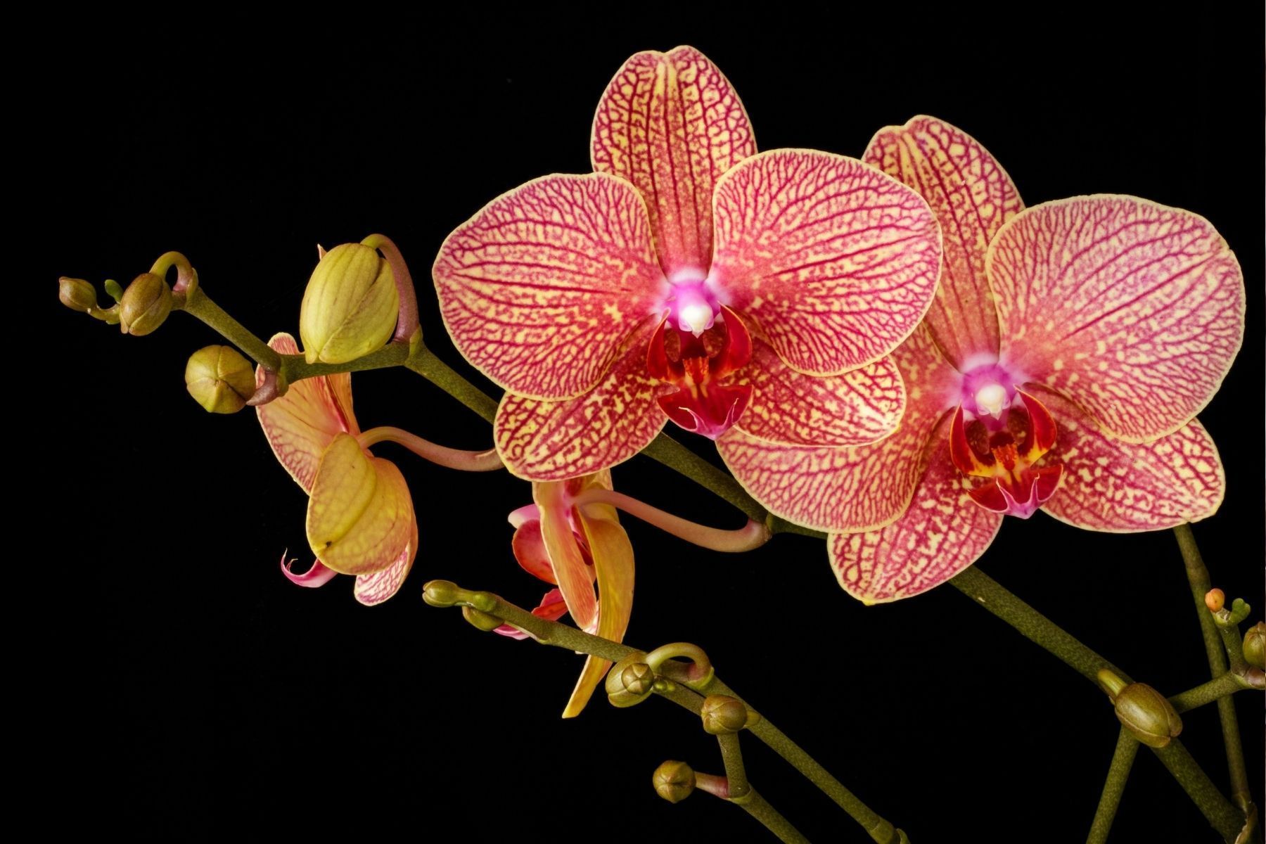 Dicas de especialistas em plantas para a sua orquídea dar flor