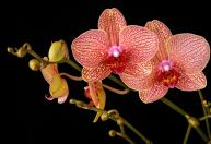 Dicas de especialistas em plantas para a sua orquídea dar flor