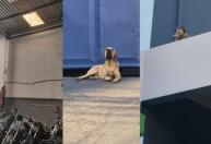 Fila cai de 9 metros após perseguir ladrão e passa a noite protegendo Malinois que ficou preso em telhado