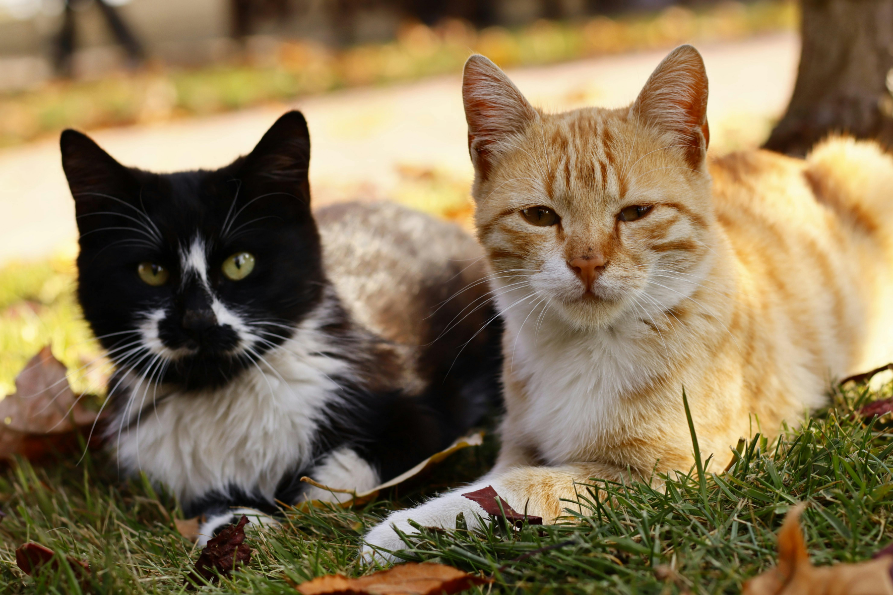 Operação no Vietnã prende quadrilha suspeita de roubar 2,7 mil gatos para consumo de carne