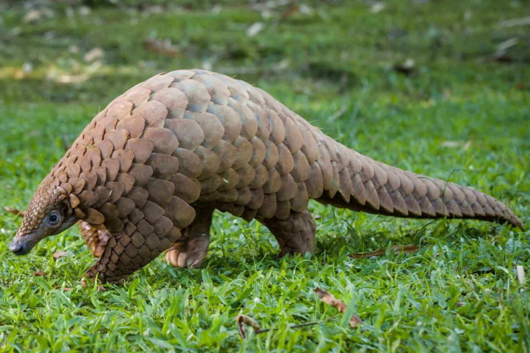 Resgate de pangolins revela mercado ilegal e ameaça à biodiversidade africana