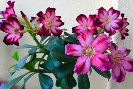 Rosa do deserto