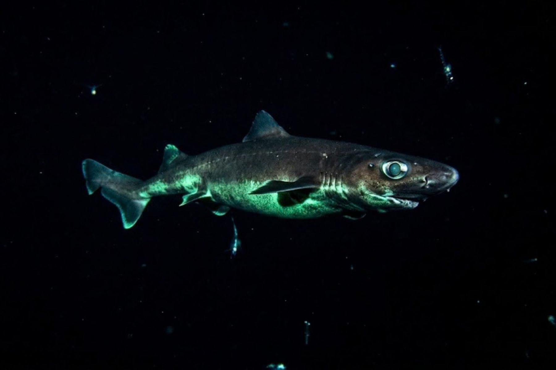 Tubarão-lanterna usa bioluminescência para sobreviver nas profundezas do oceano