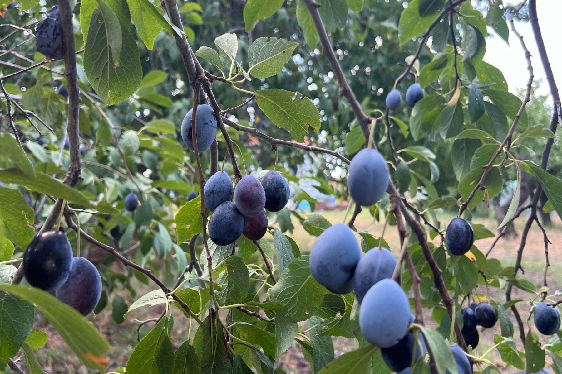 A melhor árvore frutífera para ter em casa: é fácil de cuidar, não danifica o solo e dá frutos deliciosos e nutritivos