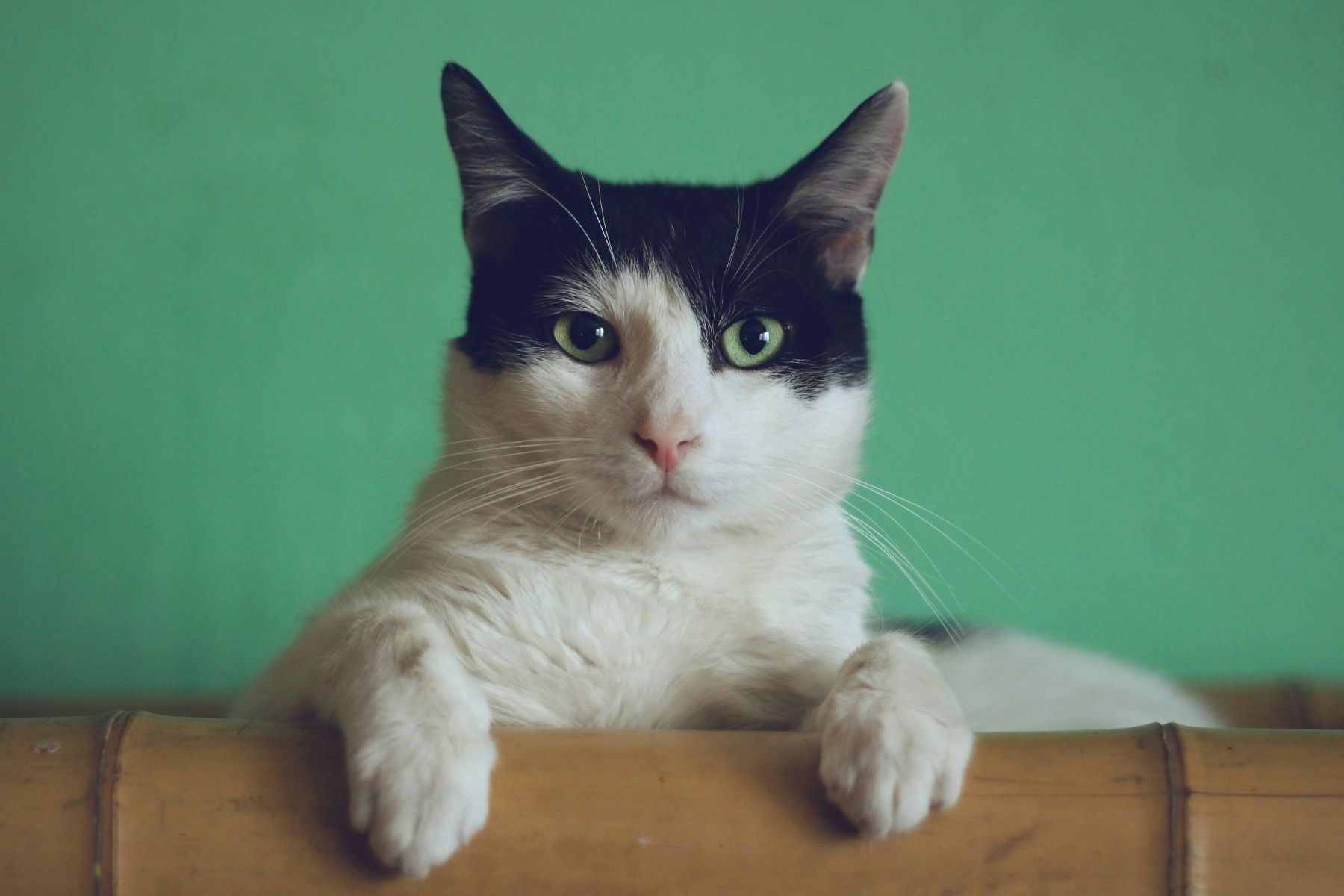 Especialista em comportamento animal: 'A pessoa favorita de um gato é sempre aquela que respeita seus limites'