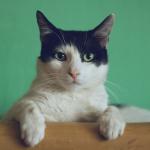 Especialista em comportamento animal: 'A pessoa favorita de um gato é sempre aquela que respeita seus limites'